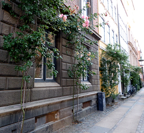 Rosensträucher an Hauswänden in Kopenhagen