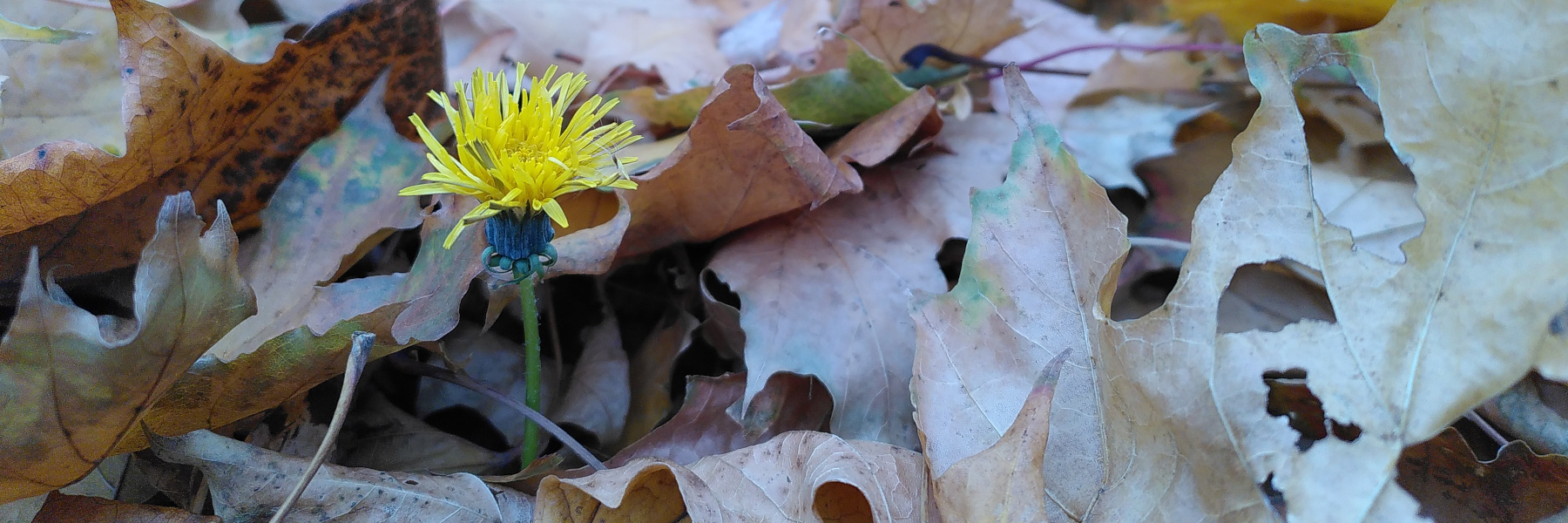 Wien Hetzendorf, Schönbrunner Allee, 2025